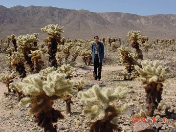 Cholla　Cactus
